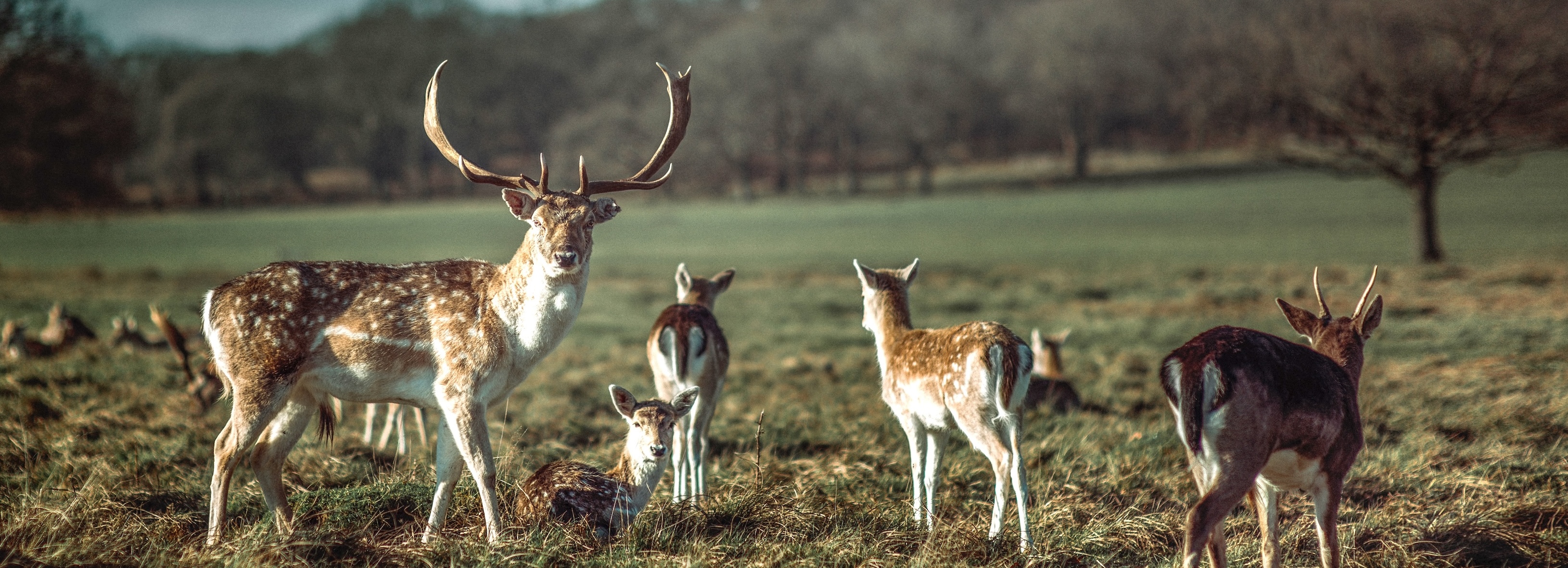 a group of fallow deer standing and laying around in Richmond Park